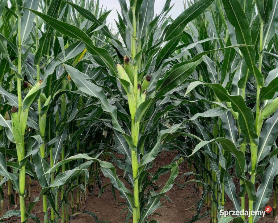 Nasiona kukurydza SY Freyja FAO Tarnów Grodkowski
