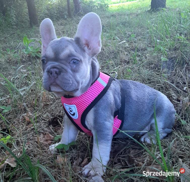 Buldog francuski liliowa suczka łódzkie Pabianice