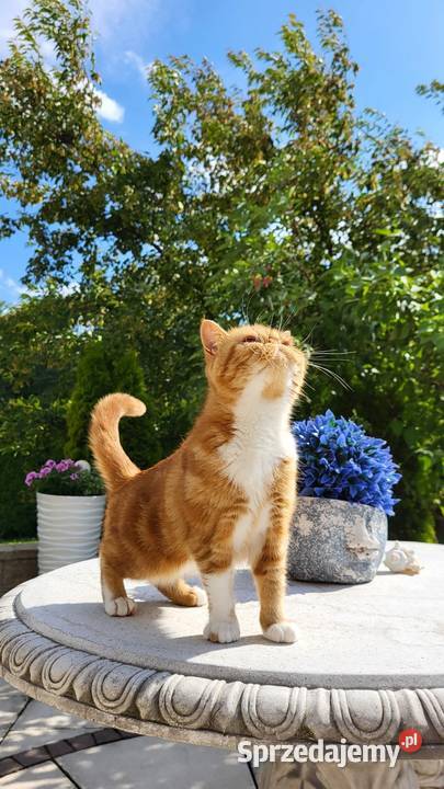 Kot egzotyczny rudy typowy Garfield pers