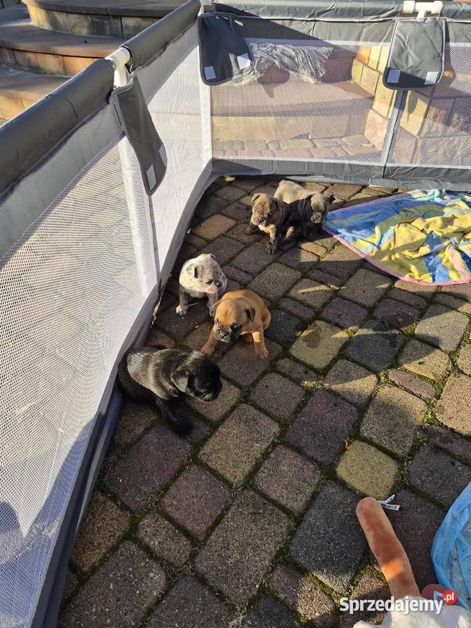 Buldogi francuskie Besko