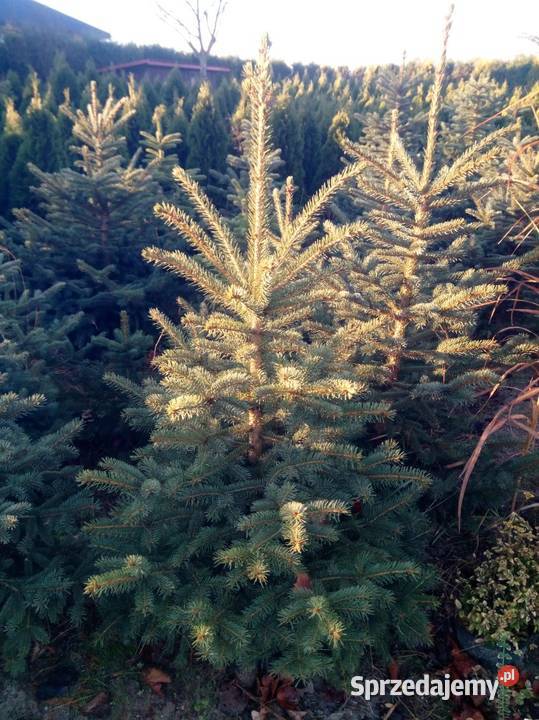 Choinka świąteczna żywa cięta w doniczkach Kołaczyce