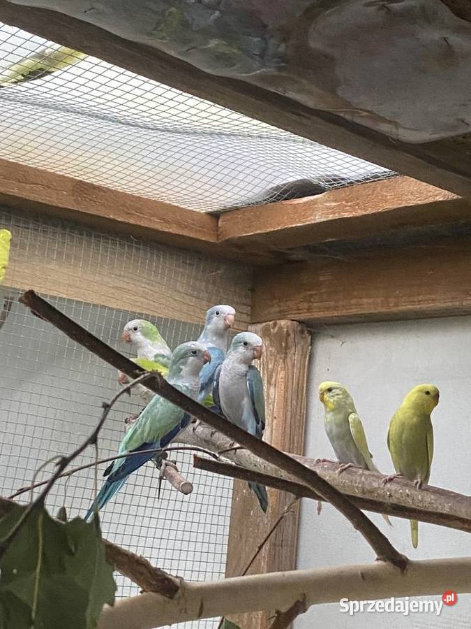 Papug Mnichy nizinne wielkopolskie Konin sprzedam