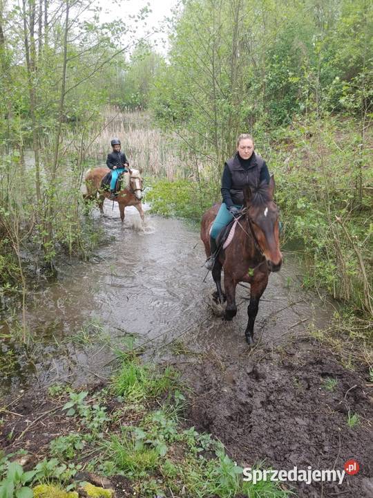 Klacz śląska Namysłów