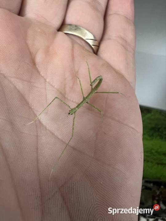 Patyczaki 2 do 6 Strzałkowo sprzedam