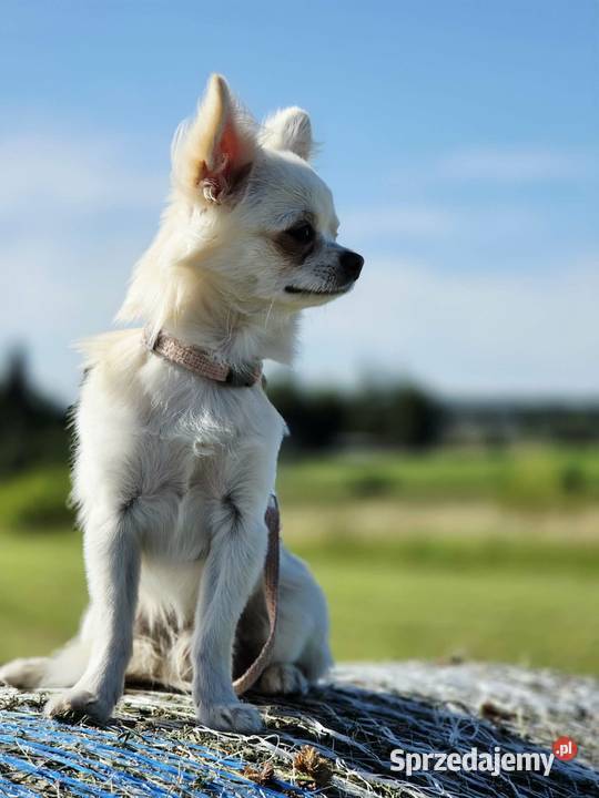 Chihuahua samiec pomorskie Trąbki Wielkie