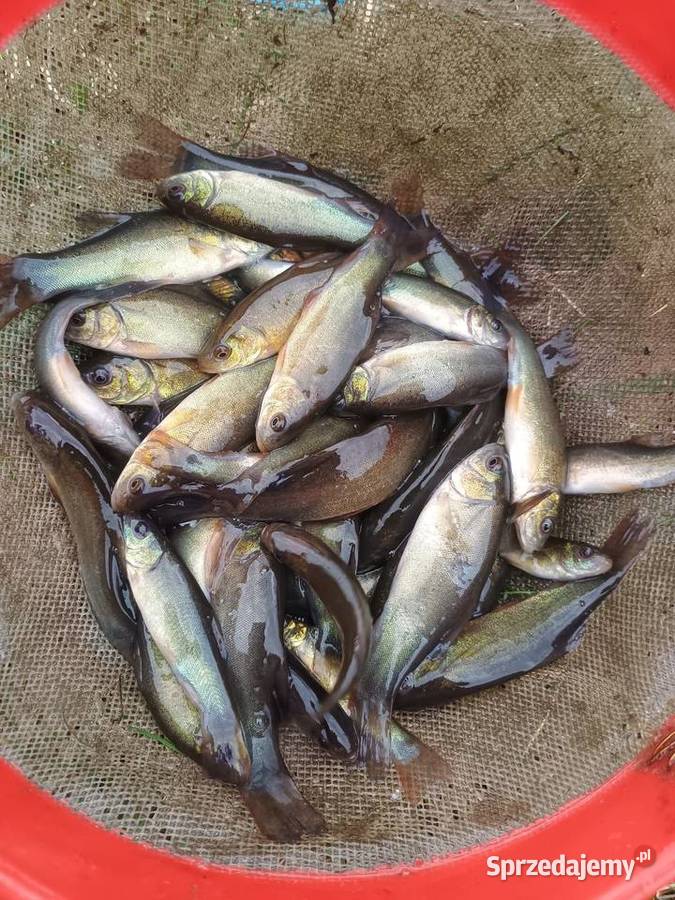 Lin narybek ryby do stawu oczka wodnego Chojeniec