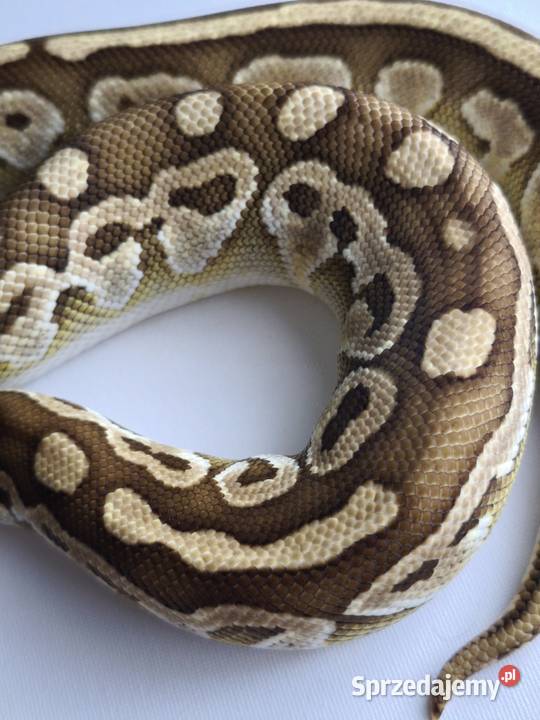 Wąż Pyton Królewski Dinker mazowieckie Ząbki