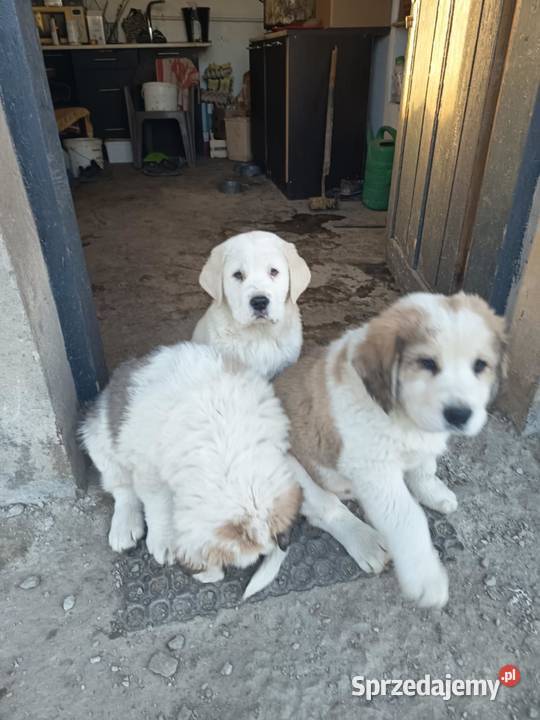 śliczna sunia owczarek środkowoazjatycki