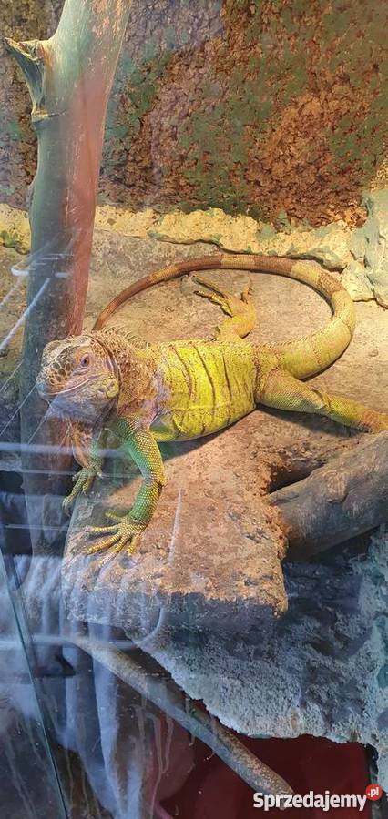 Legwan Zielony terrarium Jastrzębie-Zdrój