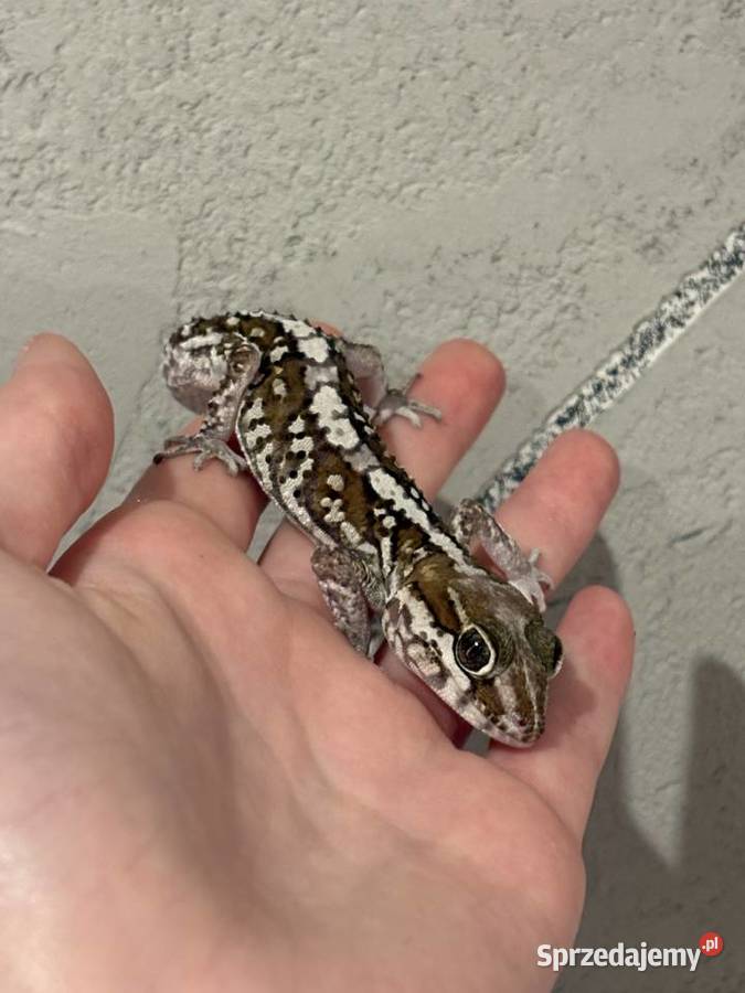 Sprzedam gekona madagaskarskiego