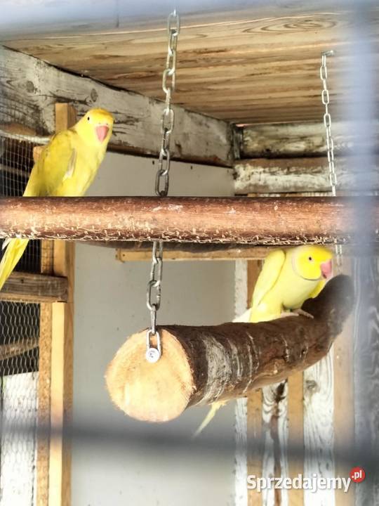 Likwidacja hodowli Ptaki Uciechów