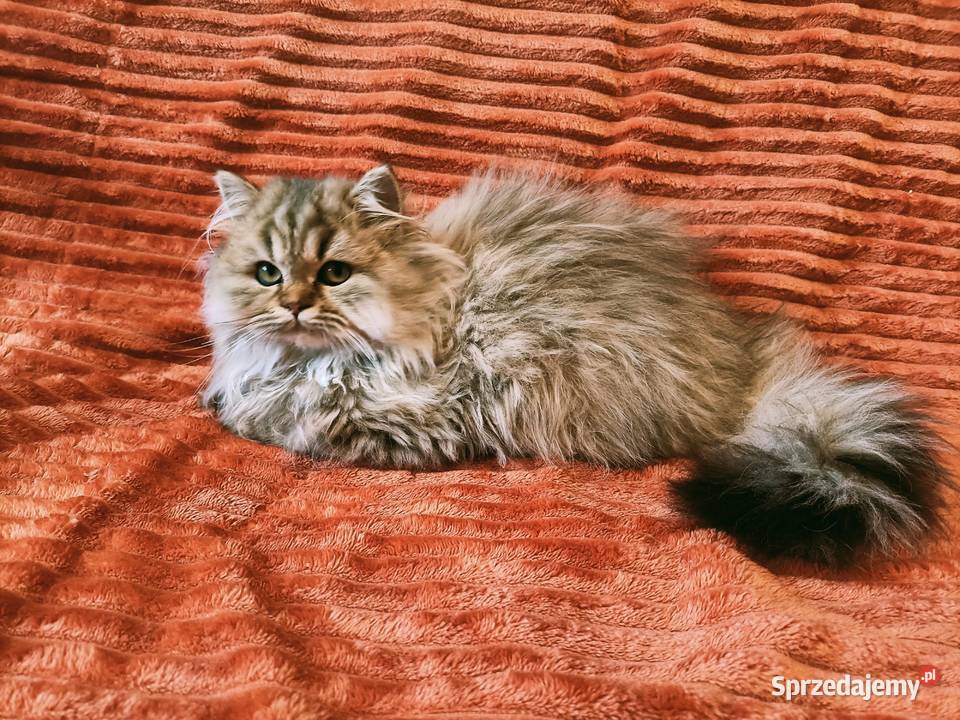 Kot brytyjski kotka brytyjska długowłosa point sprzedam