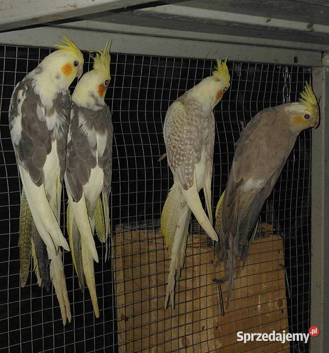 Papugi małopolskie Miechów sprzedam