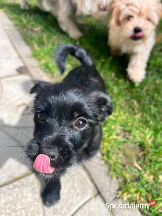 Suczki i piesek Maltipoo F1B z rodowodem szukają Pozostałe Puławy