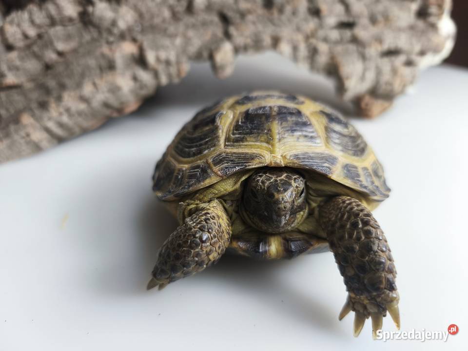 Żółw stepowy Testudo horsfieldii młode gady dolnośląskie Wałbrzych