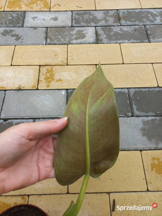 Filodendron Philodendron Tuxtlanum Tuxtla Red Puławy sprzedam