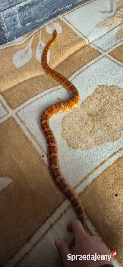 Wąż zbożowy z terrarium plus mata grzewcza Gady i płazy dolnośląskie Księginice