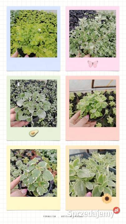 Pelargonia stojąca krakowiaki żywe kwiaty w