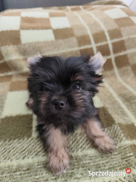 York terrier