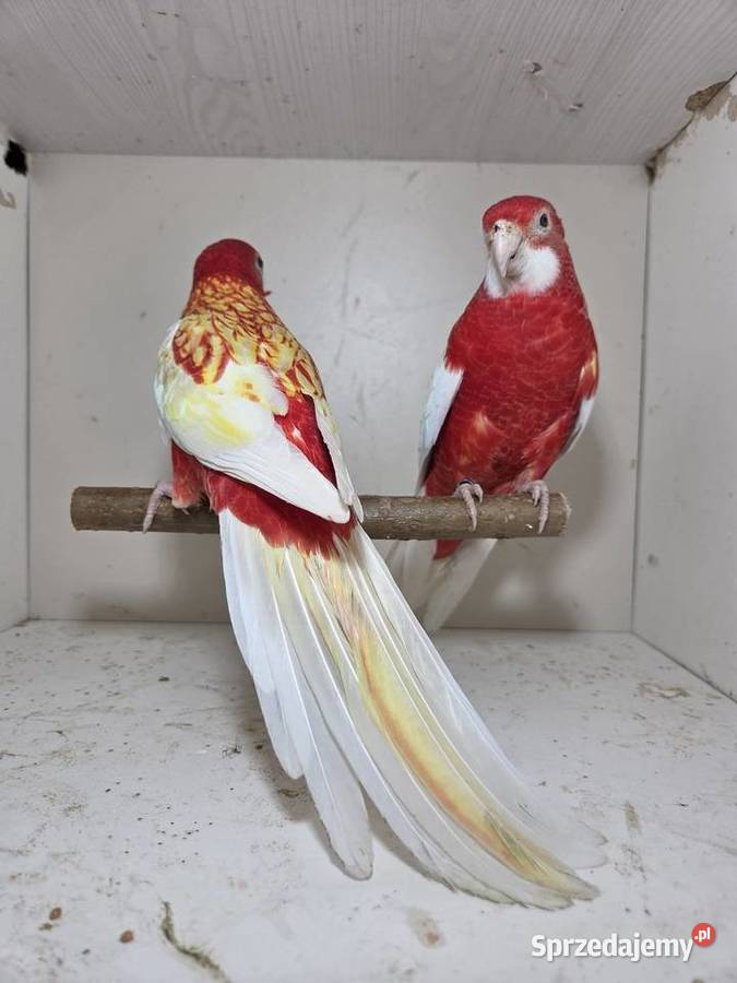 Rozella rubino para wielkopolskie Szymanowice