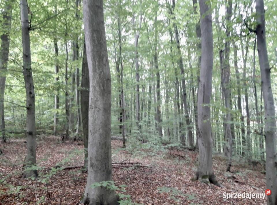 Sprzedam las bukowy 1 ha Sprzedaż podkarpackie Prusie