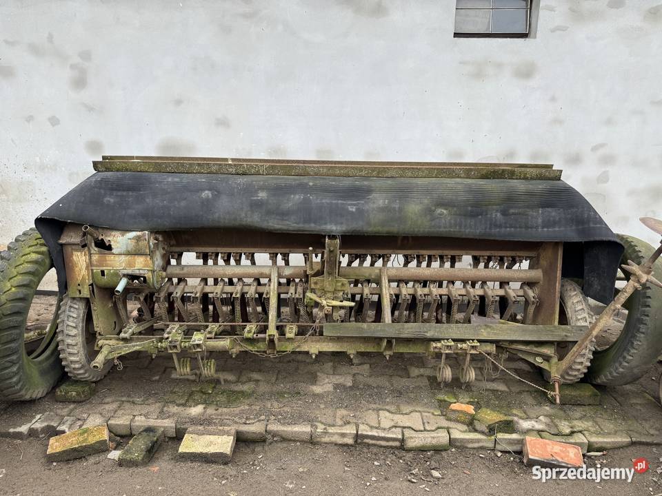 Siewnik poznaniak Środa Śląska