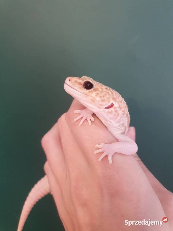 Gekon lamparci albino tremper Wrocław