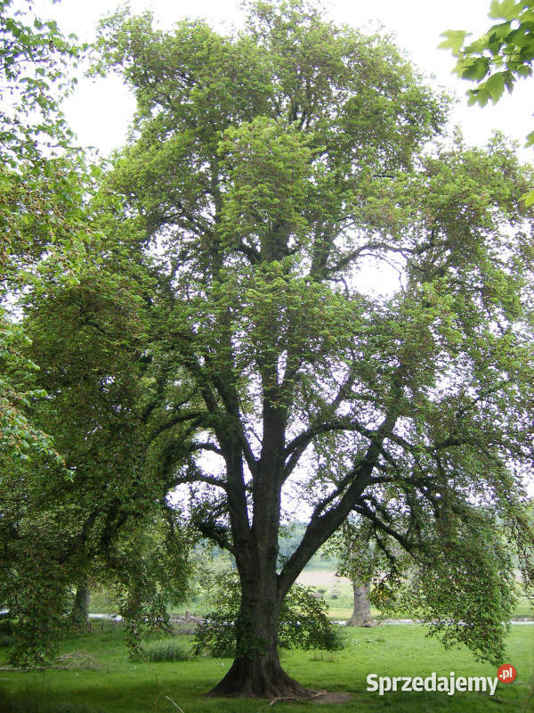 WIĄZ GÓRSKI Ulmus glabra NASIONA 1300 sztuk 10g Lubanie