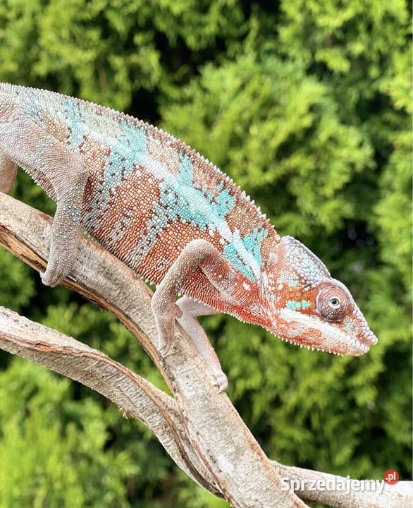 Kameleon lamparci kameleony lamparci Tczew