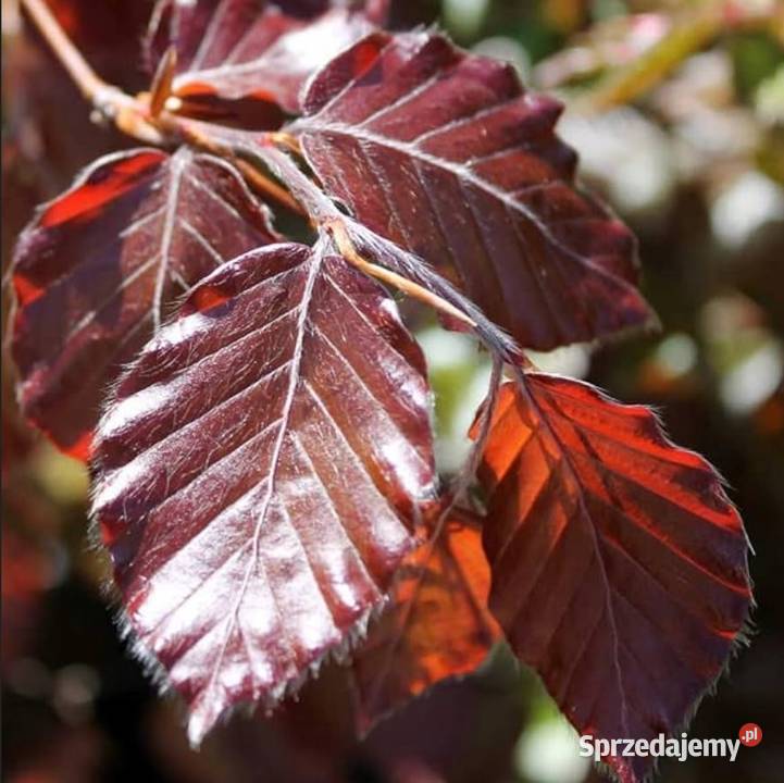 P11 BUK POSPOLITY FAGUS SYLVATICA ATROPUNICEA NA śląskie Miedźna sprzedam
