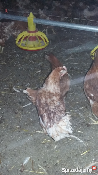 Kury Nioski Lohmann BrownRosa Leghorn Konin