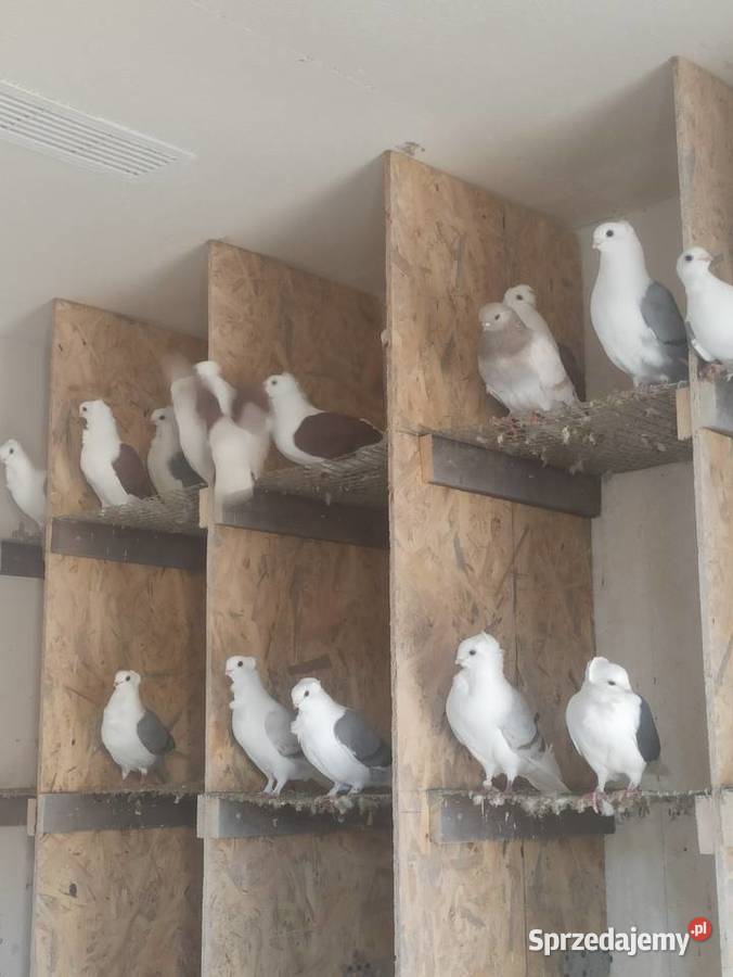 Gołębie mewki samce i samice Krupe