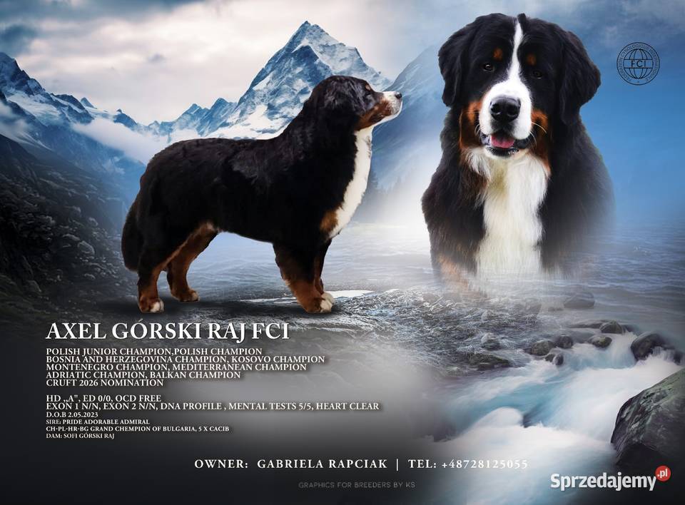 Bernenski pies pasterski Konina