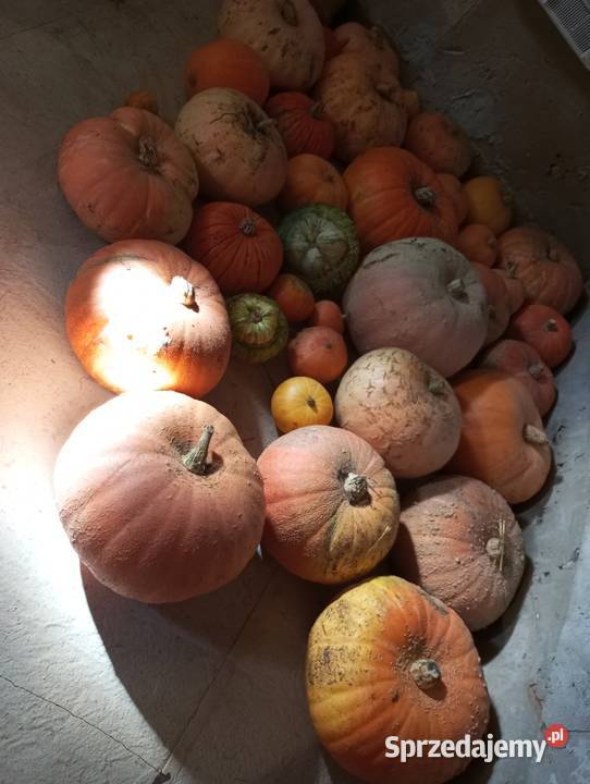 Sprzedam Dynie Jadalne Ekologiczne Brzeziny