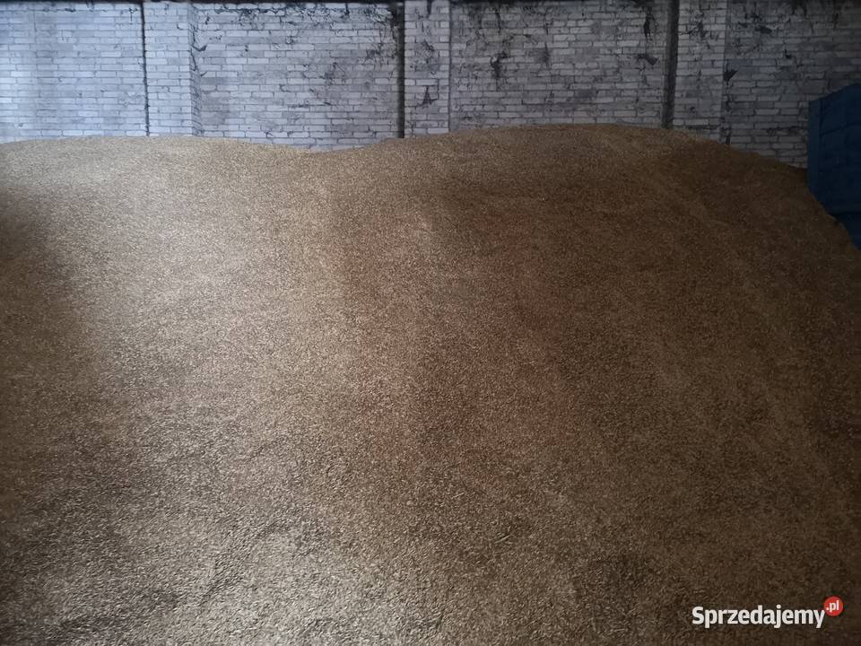 Sprzedam owies 60 ton Zboża małopolskie Trzyciąż