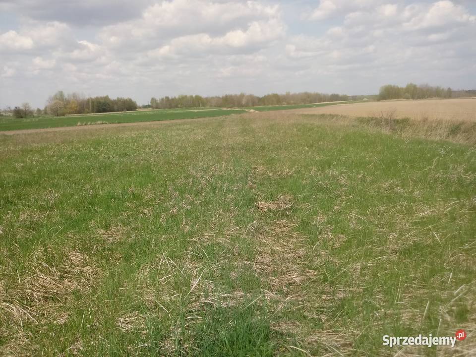 Sprzedam dzialke rolna w Horodle Horodło
