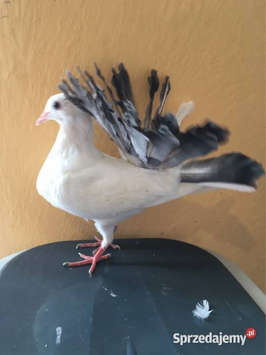 Gołębie pawiki pawik Dębica