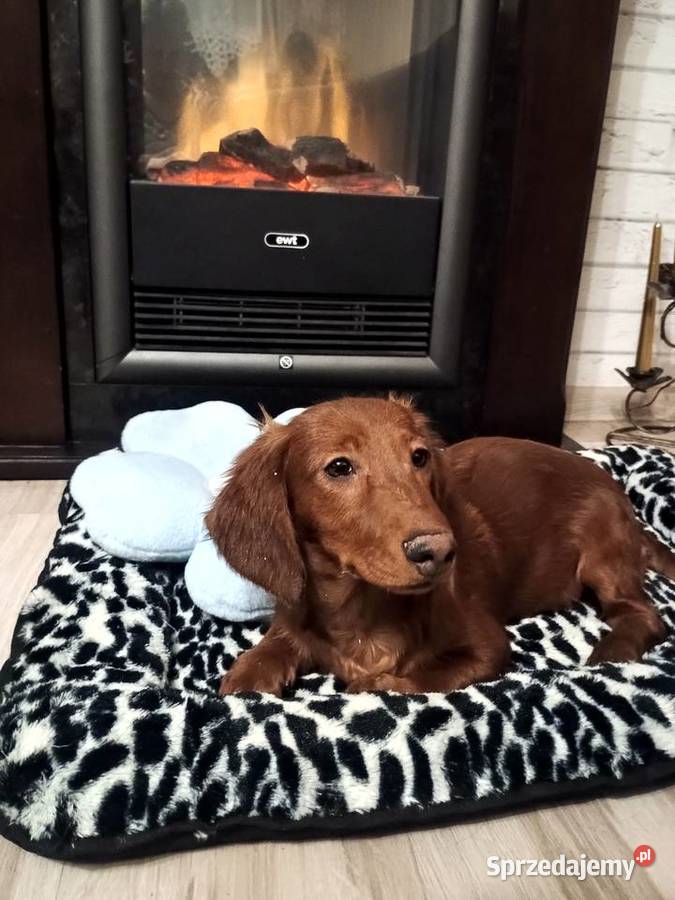 Jamnik długowłosy miniaturowy piesek