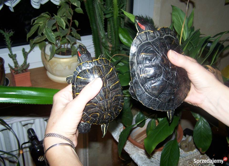 Dwa żółwie czerwonolice Mysłowice