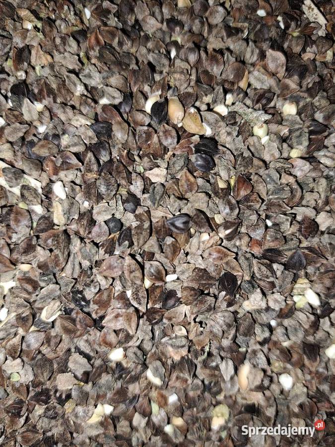 Gryka na popolon nasiona Włoszczowa