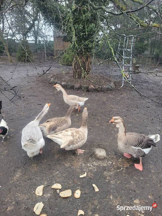 Gęsi Chołmogory Zielona Góra