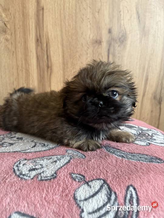 Piesek pekińczyk Lipsko sprzedam