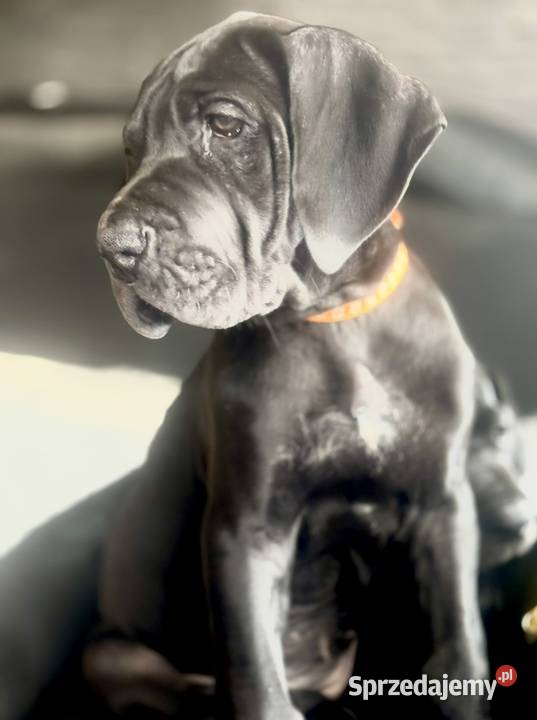 Dog niemiecki Zkwp fci Orneta