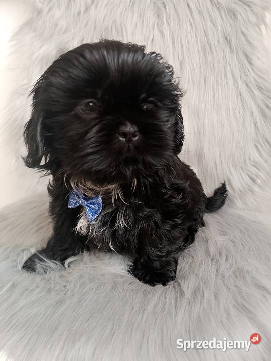 Piesek rasy ShihTzu wielkopolskie