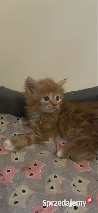 Kocurek Maine coon kujawsko-pomorskie Grudziądz