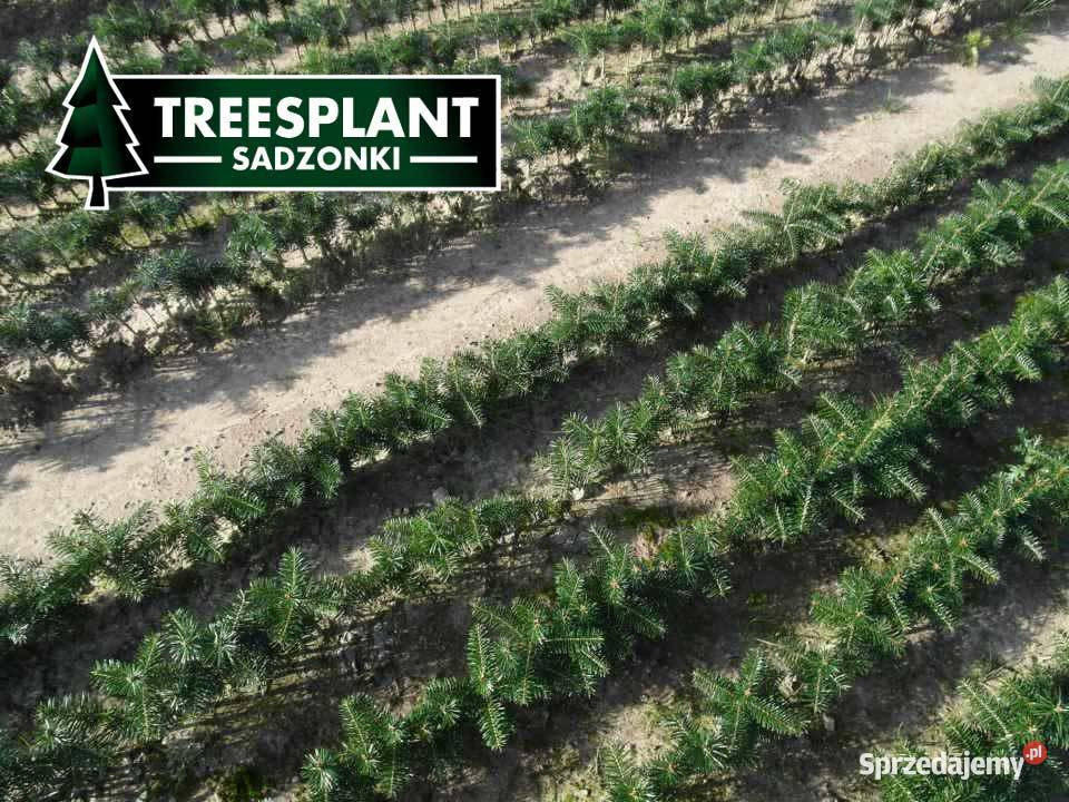 Sadzonki Jodły Kaukaskiej Jodła Kaukaska 21 Rolnictwo Warszawa