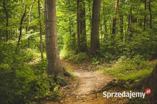 Działka Rolno Budowlana z Lasem Częstochowa