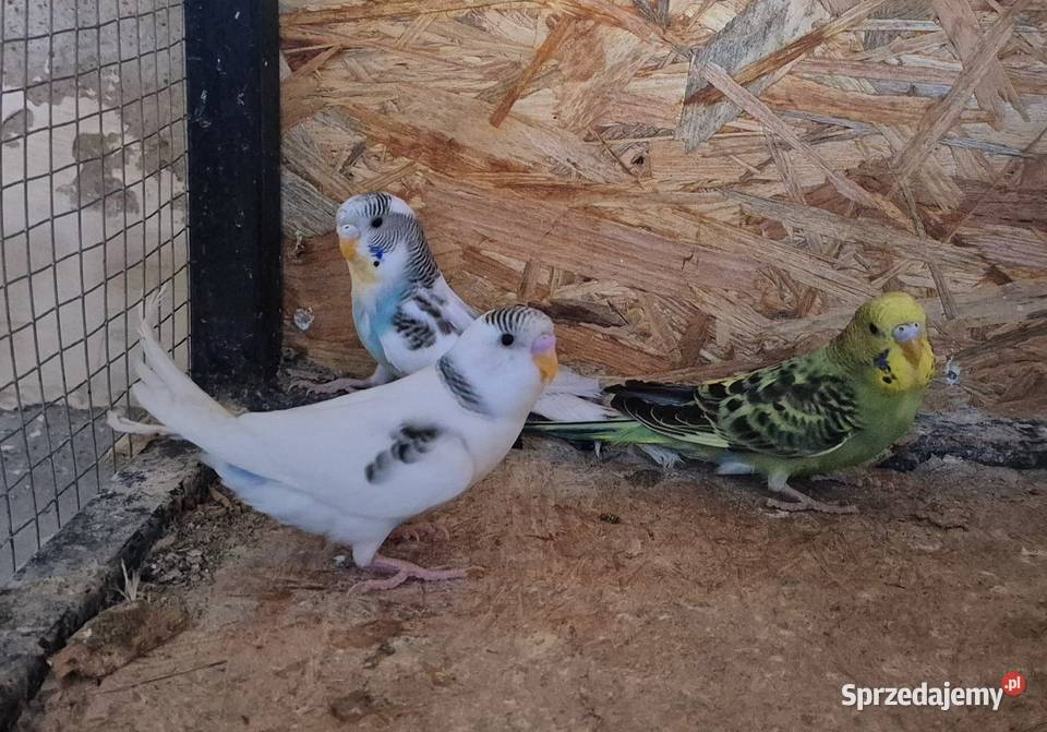 Papugi Faliste oswojone i inne gatunki Ptaki kujawsko-pomorskie Rypin