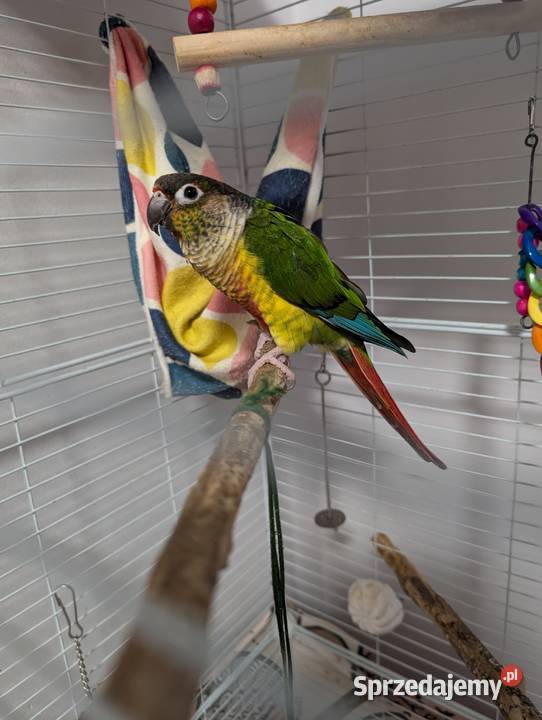 Papugi rudosterki Katowice