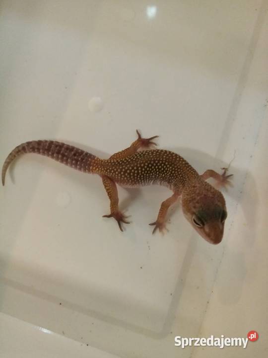Gekon Lamparci Sklep Zoologiczny Katowice